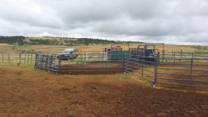 Portable corrals, alleyway, and chute setup for inseminating cattle.