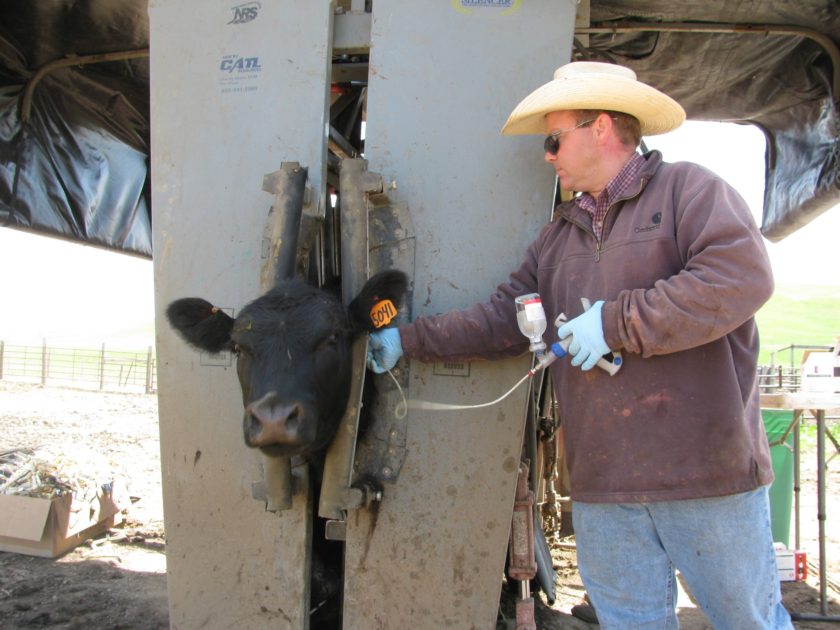 Silencer Hydraulic chute used for synchronizing heifers.