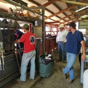 Heifer AI with Daniels Alley and Silencer Chute