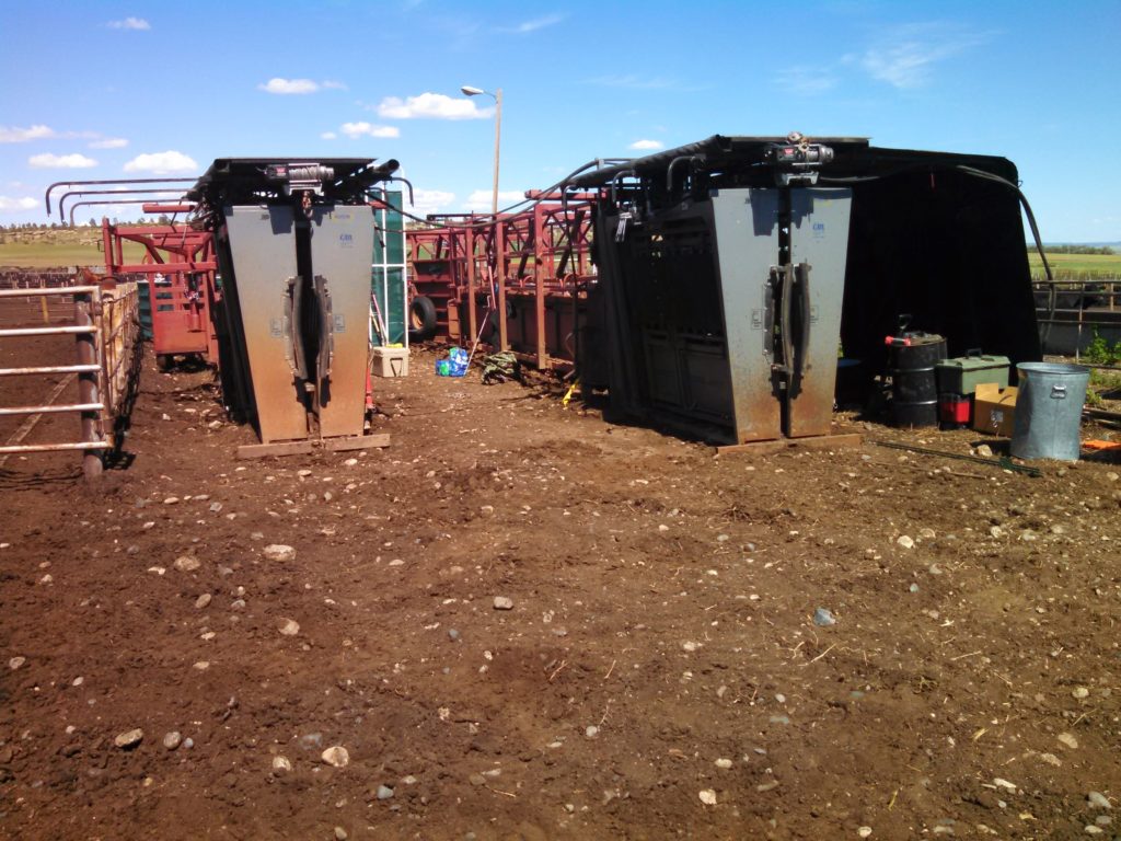 Two Daniels alleyways and SILENCER chutes for a breeding project.