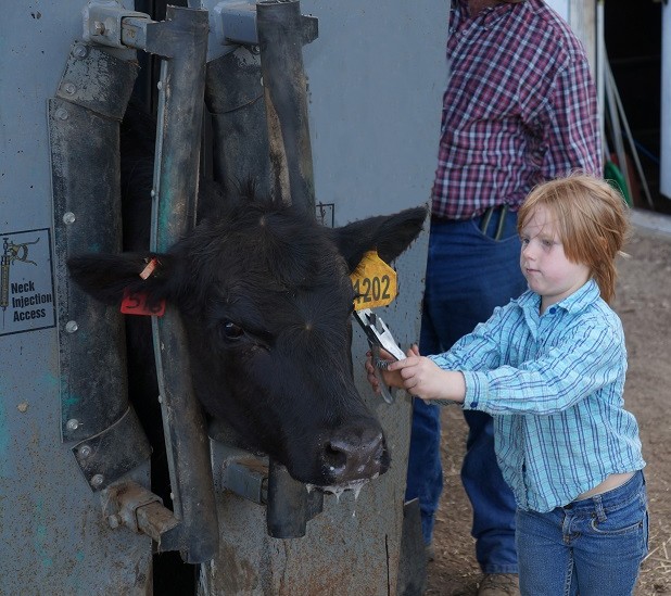 Notching ear tags in SILENCER Hydraulic Chute