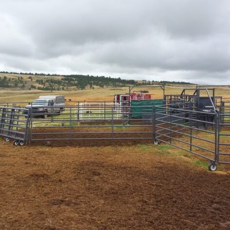 Portable corrals, alleyway, and chute setup for inseminating cattle.