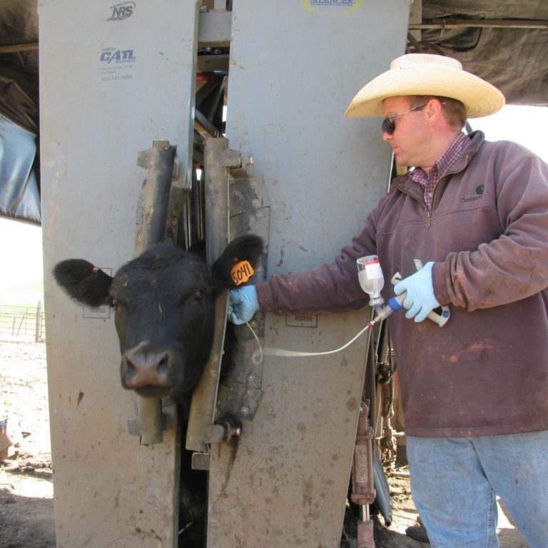 Silencer Hydraulic chute used for synchronizing heifers.