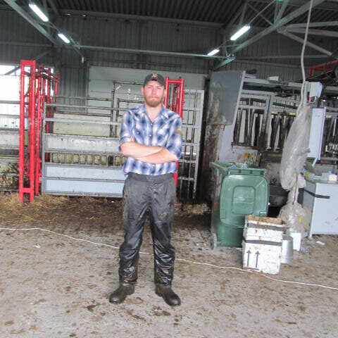 levi Levi Breeding Cows in Russia
